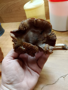 Гриб из Волгоград