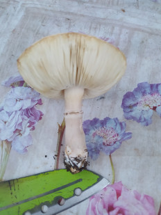 Гриб из Ейск