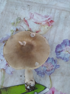 Гриб из Ейск