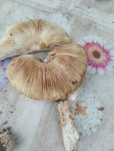 Гриб из Ейск