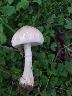 Гриб из Ейск