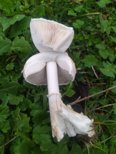 Гриб из Ейск