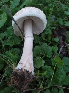 Гриб из Ейск