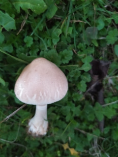 Гриб из Ейск