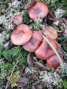 Гриб из Ставрополь