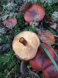 Гриб из Ставрополь