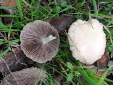 Псатирелла Кандолля