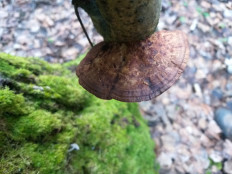 Гриб из г.Ижевск