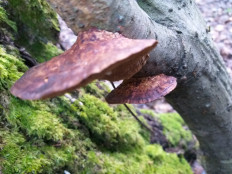 Гриб из г.Ижевск