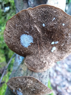 Гриб из г.Ижевск