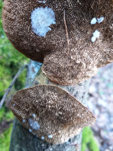 Гриб из г.Ижевск