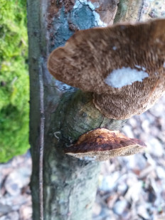 Гриб из г.Ижевск