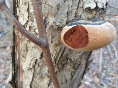 Гриб из г.Ижевск