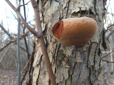 Гриб из г.Ижевск