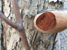 Гриб из г.Ижевск