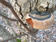 Гриб из г.Ижевск