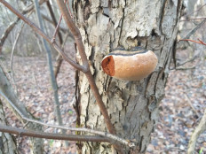 Гриб из г.Ижевск