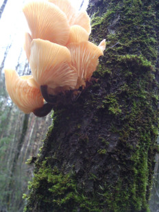 Гриб из Московская область