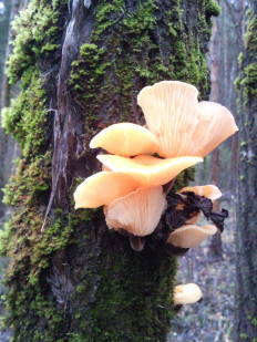 Гриб из Московская область