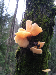 Гриб из Московская область