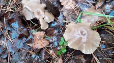 Гриб из Москва