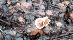 Гриб из Москва