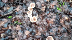 Гриб из Москва