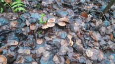 Гриб из Москва