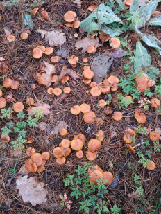 Гриб из Курск