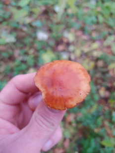 Гриб из Курск