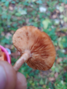 Гриб из Курск