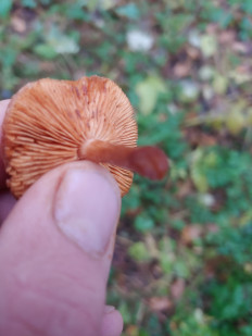 Гриб из Курск