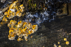 Гриб из Москва