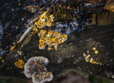 Гриб из Москва