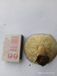 Гриб из ORENBURG