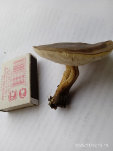 Гриб из ORENBURG