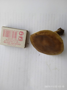 Гриб из ORENBURG