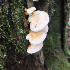 Гриб из Мытищи