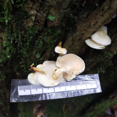 Гриб из Мытищи