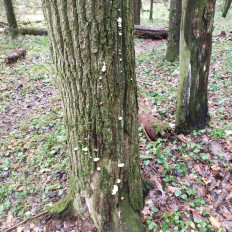 Гриб из Мытищи