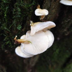 Гриб из Мытищи