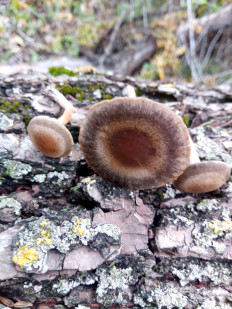 Гриб из Днестровск