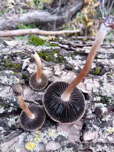 Гриб из Днестровск