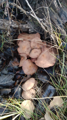 Гриб из Днепропетровск