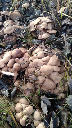 Гриб из Днепропетровск