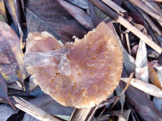 Гриб из Днестровск