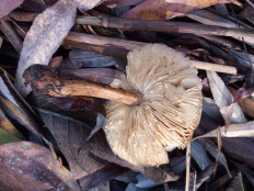 Гриб из Днестровск