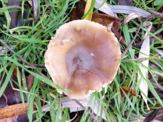 Гриб из Днестровск