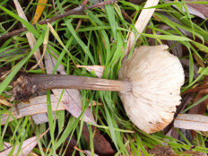 Гриб из Днестровск