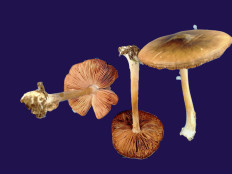 Гриб из Kavala